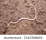 An earthworm on the ground....