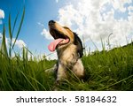 Panting Dog Resting In The Field