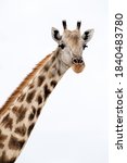 Giraffe Of The Okavango Delta ...
