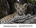  A young leopard cub is seen  in the Okavango Delta on 9 th January  2023