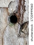 Small photo of Hole in a wooden thunk, bullethole
