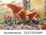 Omphalotus Olearius  Commonly...