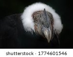  Portrait Of The Andean Condor