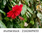 A red Hawaiian Hibiscus flower blooms brightly amid other lush greenery at the Centennial Park Conservatory in Toronto, Ontario.