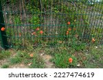poppies grow on the metal fence