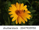 Yellow Daisy With Fly And Spider