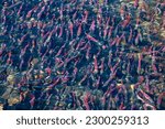 Small photo of A swarm of Kokonee Salmon migrating up Taylor Creek in South Lake Tahoe, CA.