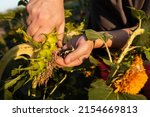 A man extracts seeds from sunflower. Harvest time. Farm. 