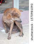 Small photo of Mangy stray dogs on the street, homeless dog
