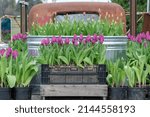 Tulips In Pots For Delivery On...