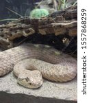 Small photo of Side Winder Snake In Sand
