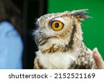 Small photo of The great horned owl (Bubo virginianus), also known as the tiger owl or the hoot owl, is a large owl native to the Americas.