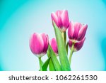 Extraordinary magenta to ultra violet color of fresh tulip flowers (Tulipa Gesneriana) on sky blue background.  Welcome spring, Happy Valentine, Mother’s Day, anniversary or birthday card or wallpaper