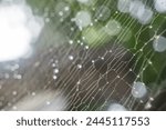 Spider web closeup detail...