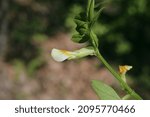 Small photo of Vicia barbazitae, Vicia laeta, Fabaceae. Wild plant shot in spring.