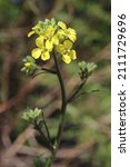 Small photo of Sisymbrium orientale, Indian hedge mustard, Brassicaceae. Wild plant shot in spring.