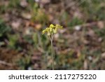 Small photo of Sisymbrium orientale, Indian hedge mustard, Brassicaceae. Wild plant shot in spring.