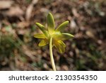Small photo of Ficaria verna, Lesser Celandine, Ranunculaceae. Wild plant shot in spring.