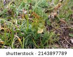 Small photo of Botrychium lunaria, Moonwort, Ophioglossaceae. Wild plant shot in summer.