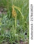 Small photo of Botrychium lunaria, Moonwort, Ophioglossaceae. Wild plant shot in summer.