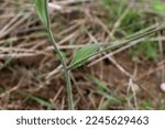 Small photo of Arabidopsis thaliana, Thale cress, Brassicaceae. Wild plant shot in spring.