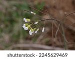 Small photo of Arabidopsis thaliana, Thale cress, Brassicaceae. Wild plant shot in spring.