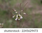 Small photo of Arabidopsis thaliana, Thale cress, Brassicaceae. Wild plant shot in spring.