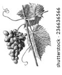 Illustration With Grapes And...