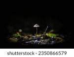 Little white mushroom standing alone in the dark
