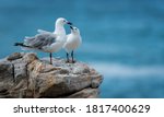 Seagulls At The Rocky Shore Of...