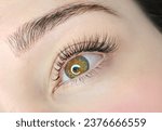 Close up of eye with eyelash extensions ,beauty salon treatment ,2d volume, 3d volume, classical lashes,Russian volume,megavolume, new set.
