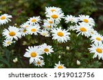 White Beautiful Daisies On A...