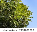 Small photo of The Filicium decipiens, called the ferntree, fern tree or fern leaf tree is planted as an ornamental tree by National Parks Board (NParks) in parks in Singapore. Its leaves look like ferns.