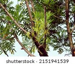 Small photo of The Filicium decipiens, called the ferntree, fern tree or fern leaf tree is planted as an ornamental tree by National Parks Board (NParks) in parks in Singapore. Its leaves look like ferns.