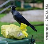 Small photo of The House Crow (Corvus splendens) has black plumage with greyish collar around the nape, mantle, neck and breast is a common bird in Singapore. It pecks a plastic bag on a thrash bin for food.