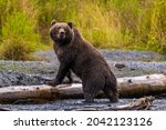 Giant, wild brown bear standing in majestic pose on driftwood log on gravel stream bank with tall, yellow grass in the background in wilderness on Kodiak island, Alaska