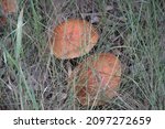 Mushrooms in the wild in Manitoba, Canada