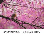 A Robin And Pink Redbud Flowers ...