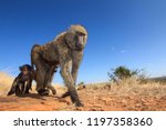 Olive Baboon Family 