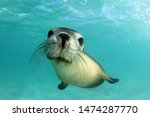 Australian Sea Lion. Underwater photo