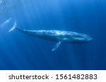 Pygmy Blue Whale Underwater ...