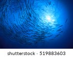 School barracuda fish and scuba divers