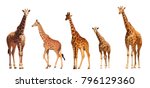 Reticulated Giraffe Family ...