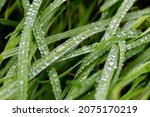 Dew or rain drops on blades of bright green reed gras. Macro close up on a wet meadow in Iserlohn Sauerland Germany. Sky reflected by the lenticular drops after heavy rain in autumn fall season.