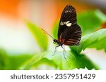 Small photo of Doris longwing or Doris (Heliconius doris viridis) is a species of butterfly in the family Nymphalidae from South America. Macro close up of delicate insect with black, white and red wings on a leaf.