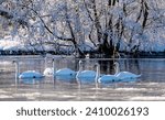 Small photo of Flock of 6 swans (Cygnus olor) gliding on freezing calm water of ice cold river Ruhr in Sauerland Germany on a cold winters morning. Snowy and romantic scenery with bright sunlight and wild water fowl