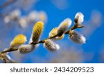 Branch with flowering pussy willow (Salix caprea) on a sunny spring day in March. Easter branch with hairy, furry, fluffy bright catkins. Macro close up of yellow seeds. Blue sky in the background. 