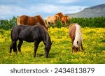 Icelandic horses grazing in...
