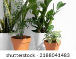 Home plants in different pots on a white background: hamedorea or areca palm, fittonia, sansevieria, zamiokulkas. Home gardening concept. Houseplants in a modern interior.