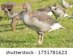 A Juvenile Greylag Goose  Anser ...